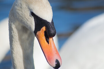Hyper close up shot of a swan