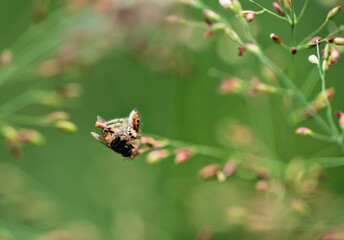 Jumping spider eating a fly macro