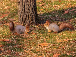 Two squirrels in the autumn park