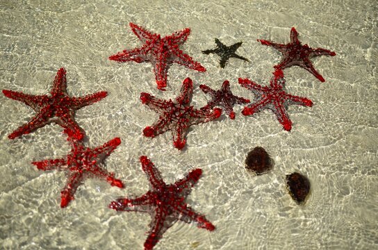 Starfish in the Indian Ocean, Palumboreef Beach Resort, Uroa, Zanzibar, Tanzania