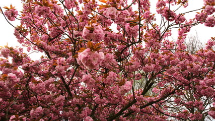 fruit trees blossom in Germany