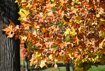 Yellow leaves in autumn time