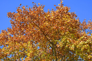 Fototapeta na wymiar Yellow leaves in autumn time