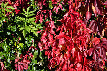 Red and green leaves in autumn time