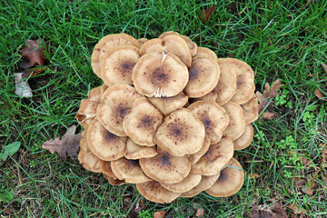 Mushroom in the woods in autumn time