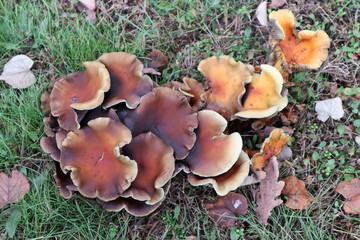 Mushroom in the woods in autumn time