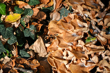 Mushroom in the woods in autumn time