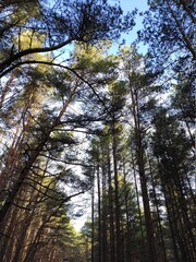 trees in the forest