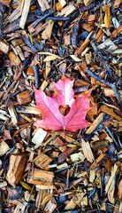 maple leaf with heart in the middle