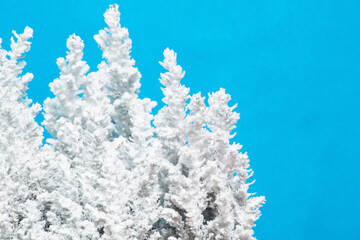 Fototapeta na wymiar The tops of snowy trees against a blue background. Christmass trees. Winter tree in the snow. Winter background. Cold season.Winter card with copy space, selective focus
