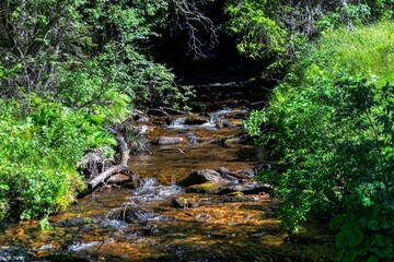 Fototapeta na wymiar creek in the woods