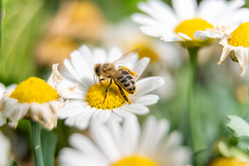 bee on flower