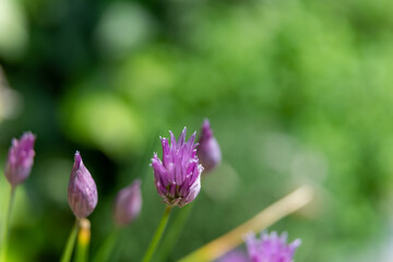 Chives