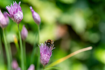 Bee on the chives 1