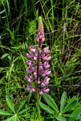 Pink Lupine