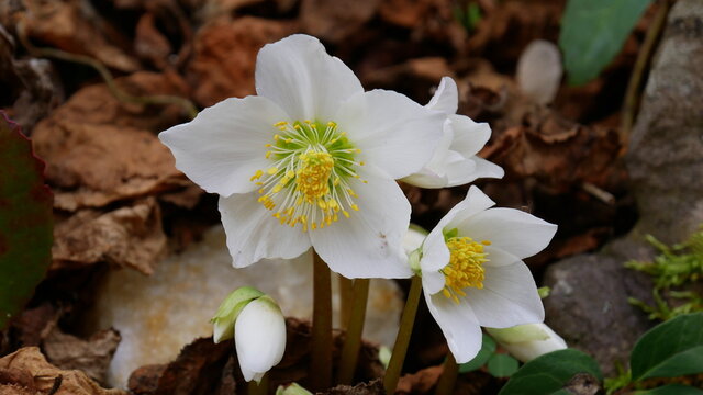 Christrose, Schneerose