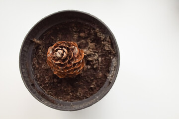 A bump planted in a plastic black pot 