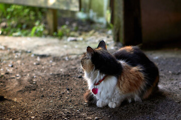 Obraz premium cat lying on the ground