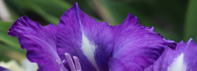 gladiolus flowers in the garden