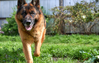 cheerful dog runs to play