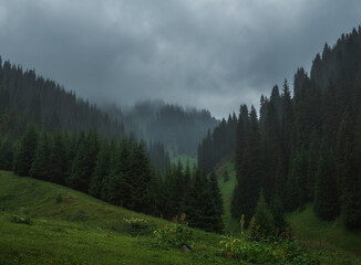Misty dark landscape , Fog in the spruce forest in the mountains.