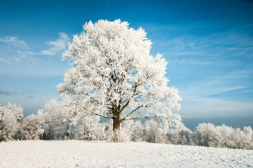 Zimowy pejzaż z ośnieżonymi drzewami - obrazy, fototapety, plakaty