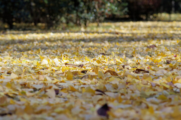 落ち葉の積もった地面