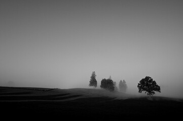 Bäume im Morgennebel © sinclair56