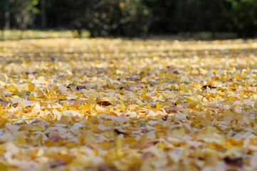 落ち葉の積もった地面