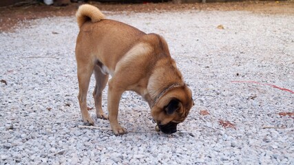 Happy and active dog outdoors
