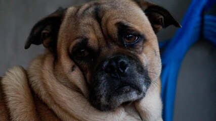 The dog was locked in a cage.