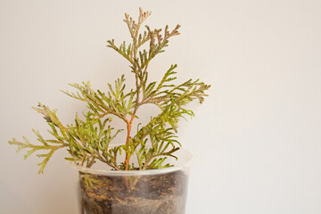The seedling of the tui conifer in a plastic glass 
