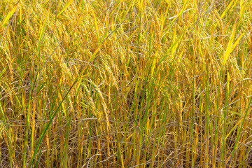 Jasmine rice fields in Isan, Thailand Southeast Asia