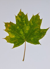Green fallen maple leaf on a white background. Natural colors. Fall. Close-up. Macro. View from above.