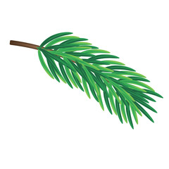 Isolated spruce branch on a white background. Vector illustration of a green spruce branch