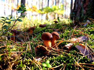 Wild mushroom Podgrzybek © Agnieszka