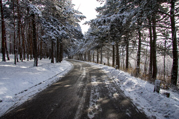 Winter road of black asphalt with snowy trees aside
