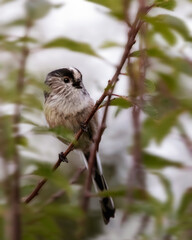 Obraz premium Long-tailed tit, Aegithalos caudatus, bird on a branch
