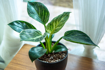 Philodendron Birkin Indoor Plant on Wooden Table by the Window © Andy N