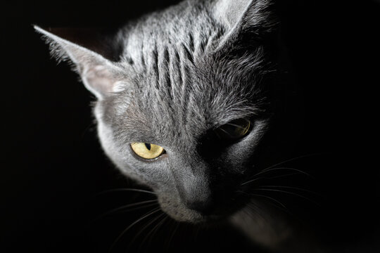 Gato, retrato a oscuras gris