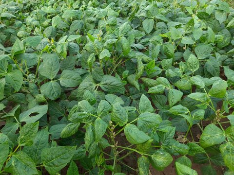 cowpea plant background. It is a 
popular vegetable. Vegetable garden in India. The&nbsp;cowpea&nbsp;(Vigna unguiculata) is an&nbsp;annual&nbsp;herbaceous&nbsp;legume&nbsp;from the genus&nbsp;Vigna. Green leaves background. 