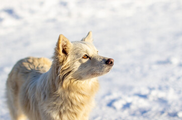 Naklejka premium A beautiful dog stands in the snow in winter and looks