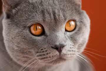Serious gray cat with yellow eyes. Cat on an orange background