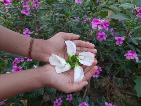 Clitoria ternatea (Asian pigeonwings) , known as&nbsp;Asian pigeonwings,&nbsp;bluebellvine,&nbsp;blue pea,&nbsp;butterfly pea,&nbsp;cordofan pea&nbsp;and&nbsp;Darwin pea. This plant species belonging to the family&nbsp;Fabaceae. White Clito