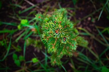 Little fir grows on the street in dark tones