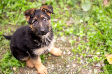 Cute german shepherd puppy playing in the garden