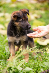 Cute german shepherd puppy playing in the garden