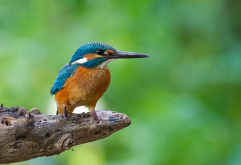 Common kingfisher, Alcedo atthis. The bird sits above a shallow river on a beautiful dry old branch