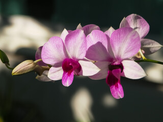 Colorful orchids in Thailand can be used for many purposes.