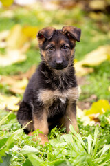 Cute german shepherd puppy playing in the garden